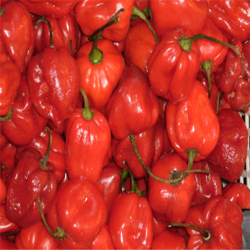 FRESH PEPPER (HOT) PER KG