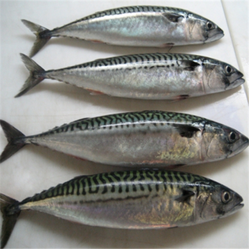 SCUMBIA FISH