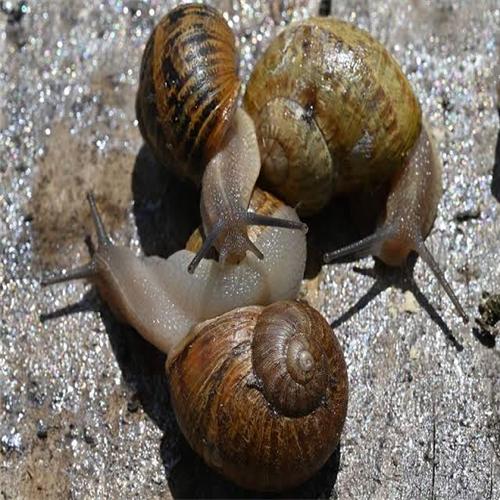 SNAIL PER PACK